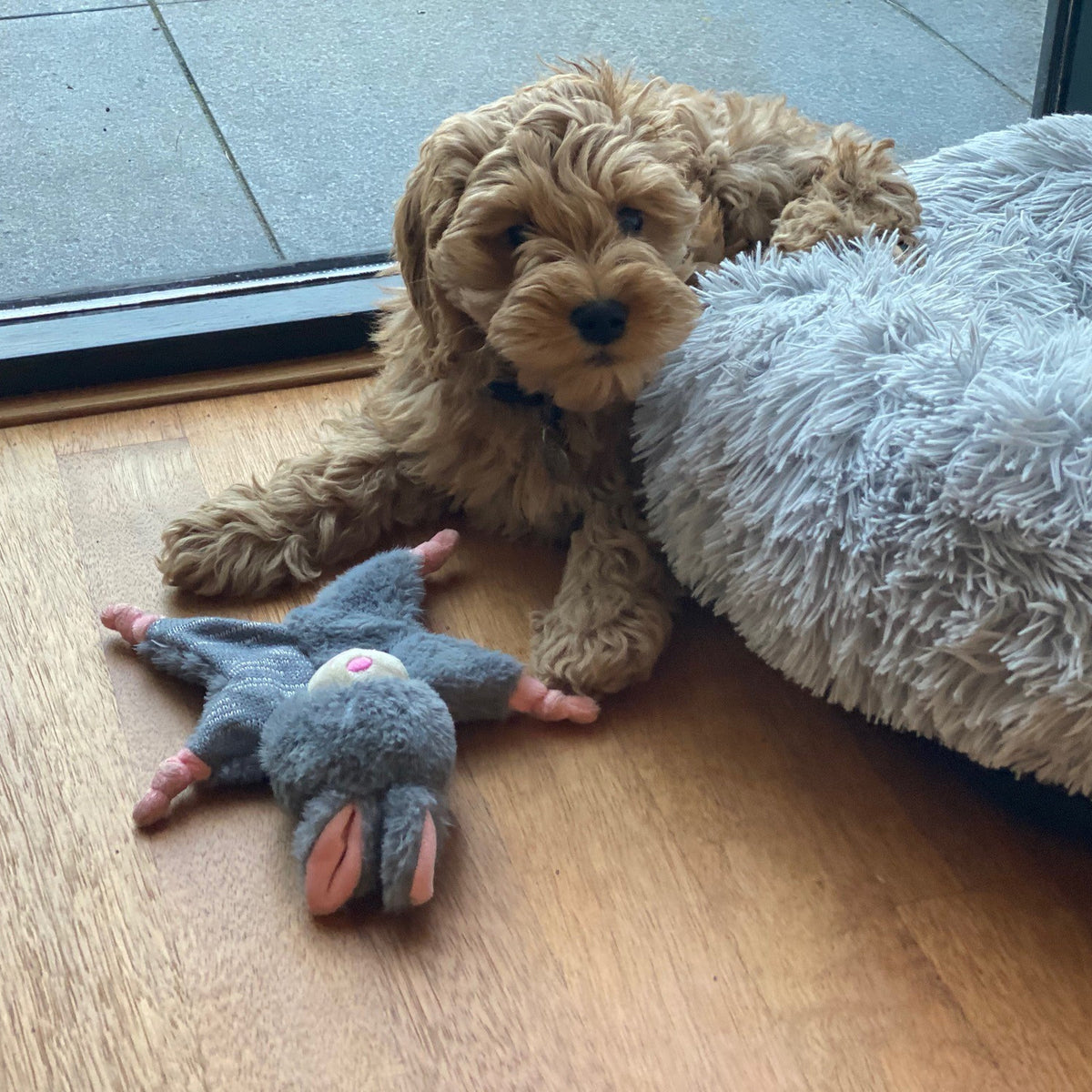 hond speelt met het Bunny Puppy konijn naast zijn mand