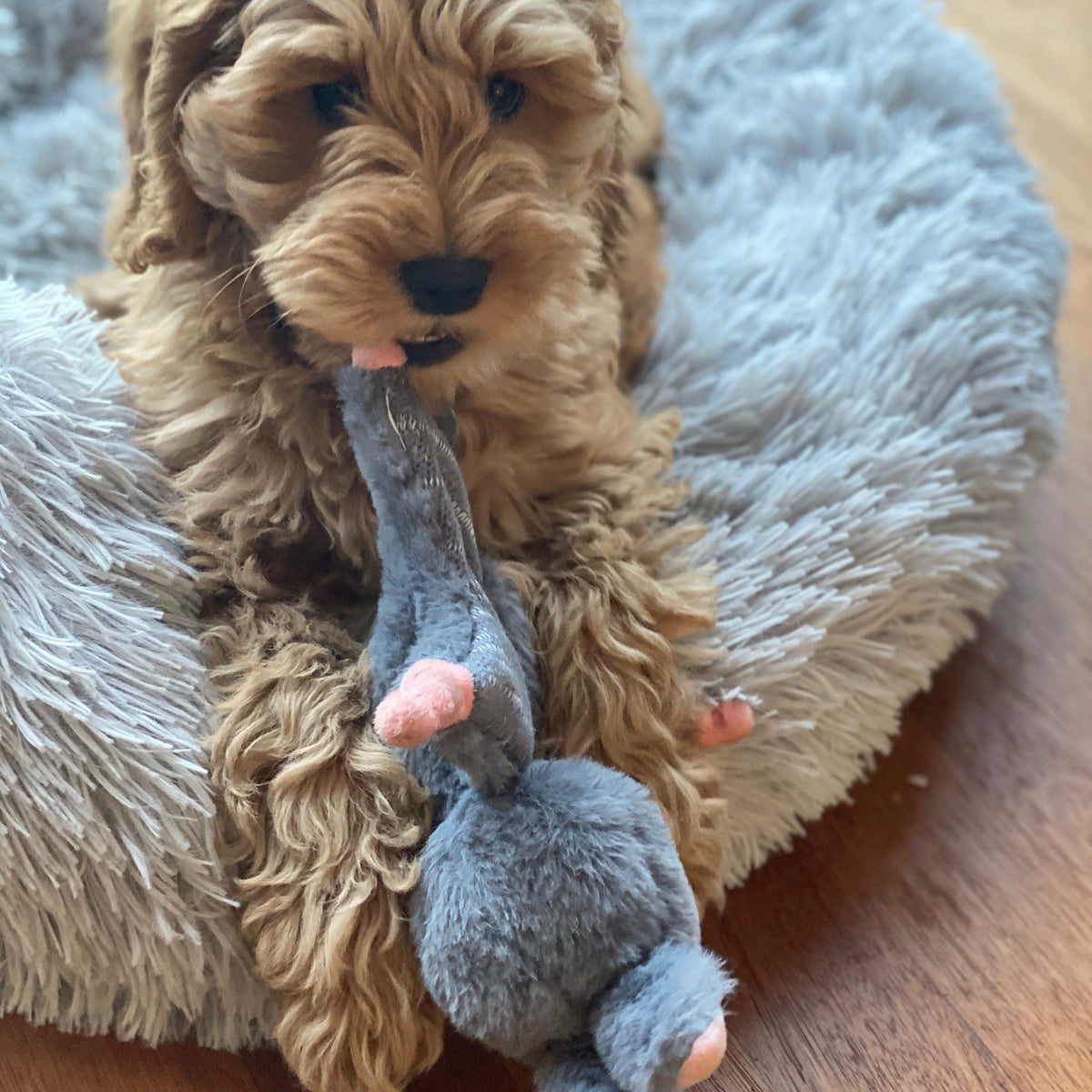 hond speelt met het Bunny Puppy konijn en knuffelt ermee