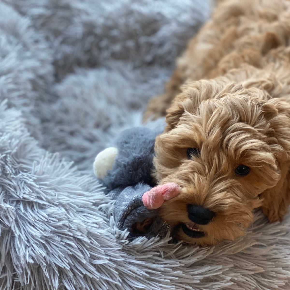 hond speelt met het Bunny Puppy konijn in zijn mand