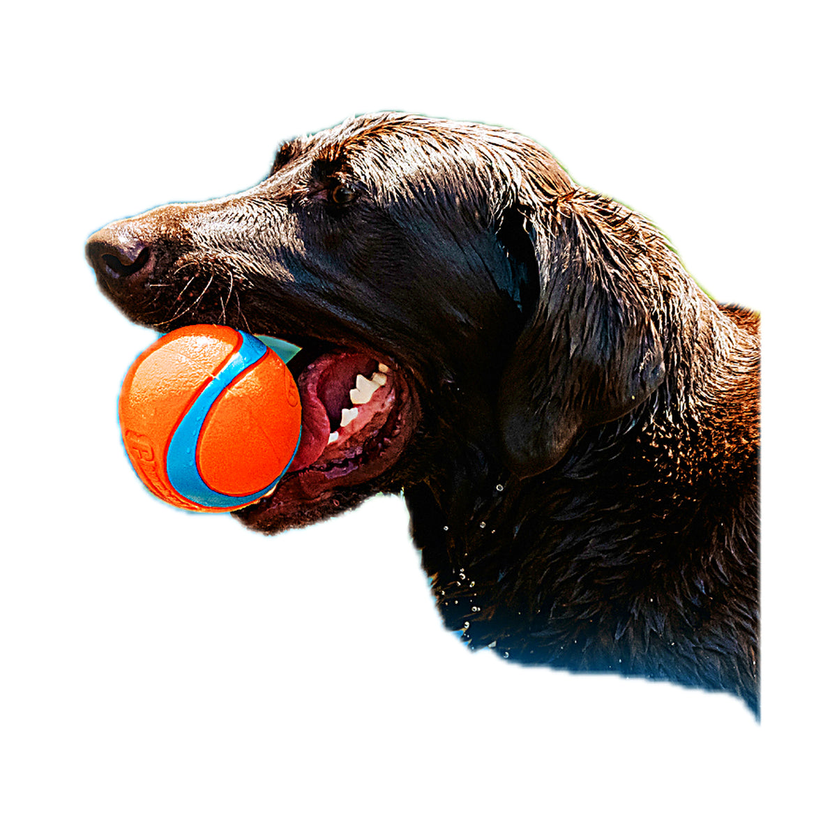 Chuckit! Junior Launcher ballenwerper met bal