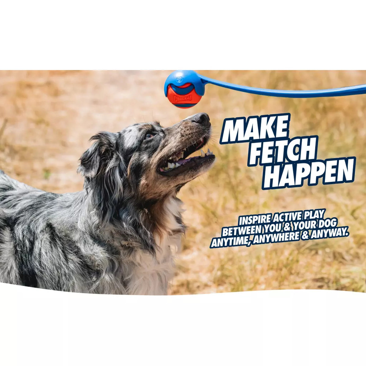 hond speelt met een bal die met de Chuckit Sport Launcher is weggegooid