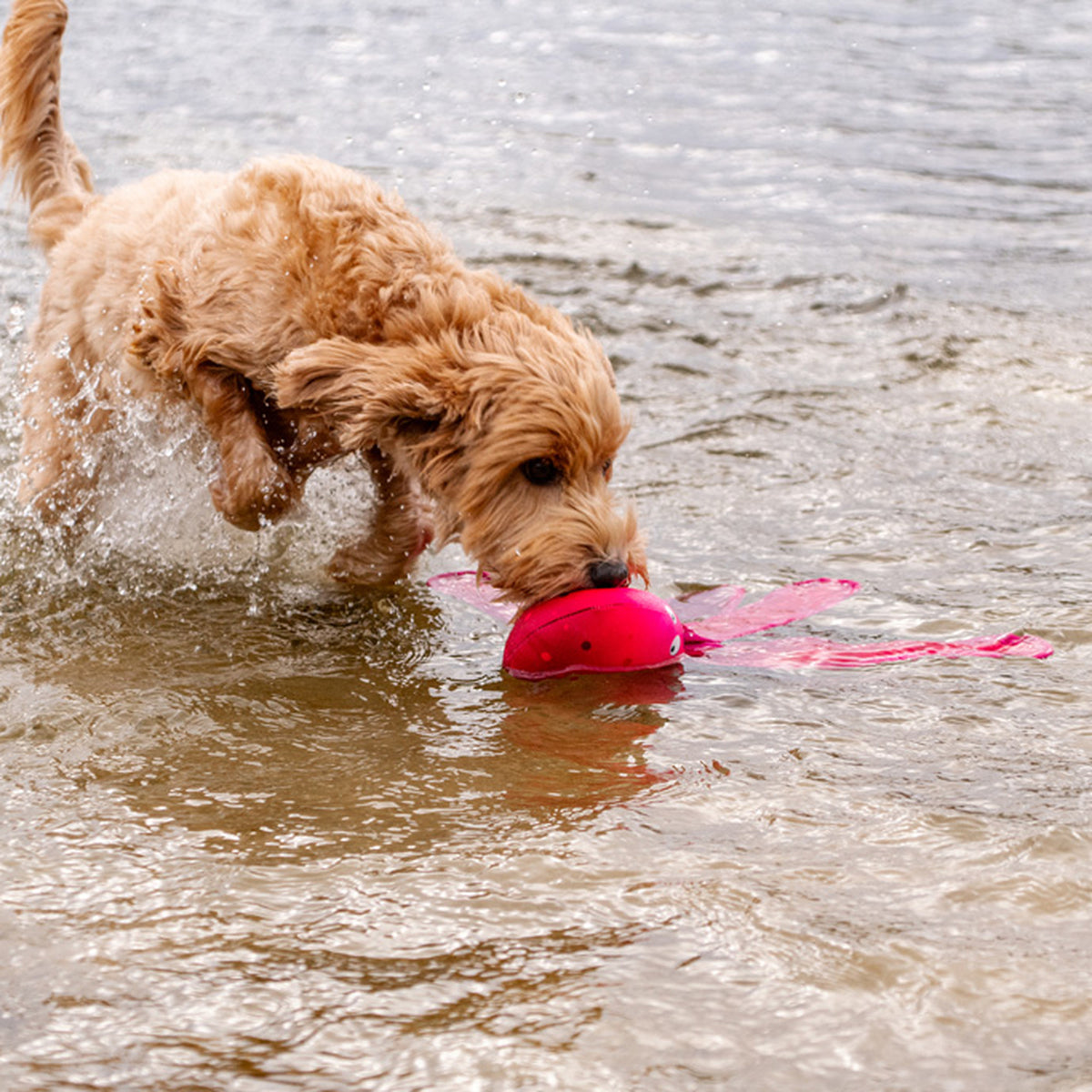hond speelt met de Dog Comets Alien Octo en haalt hem uit het water