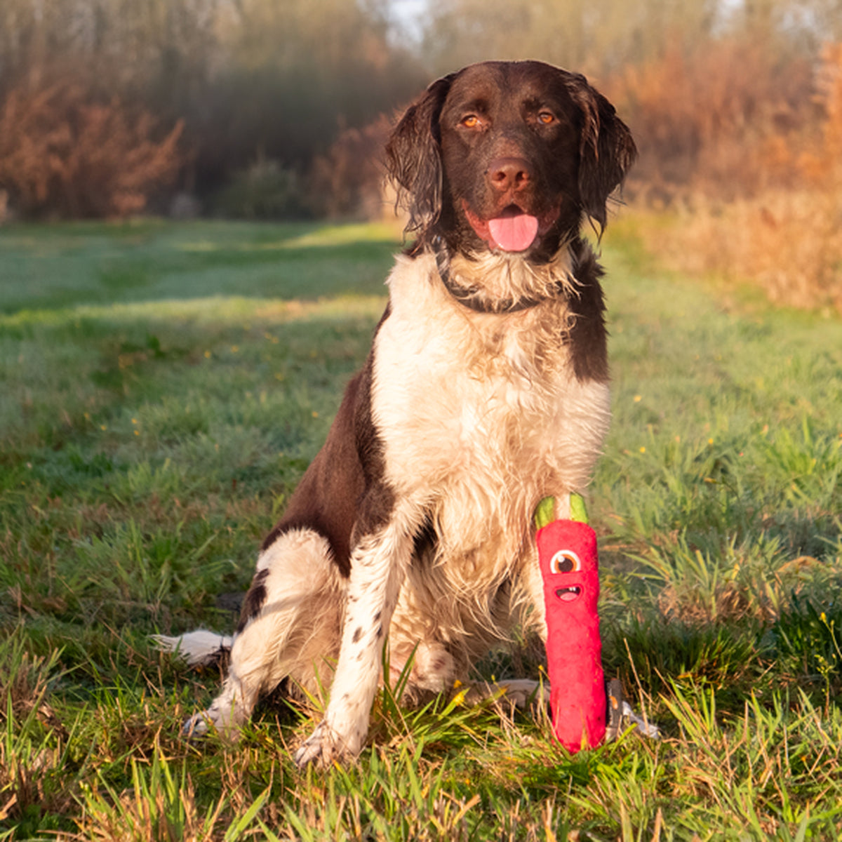 hond speelt met de roze Dog Comets Invaders werpstok in het veld