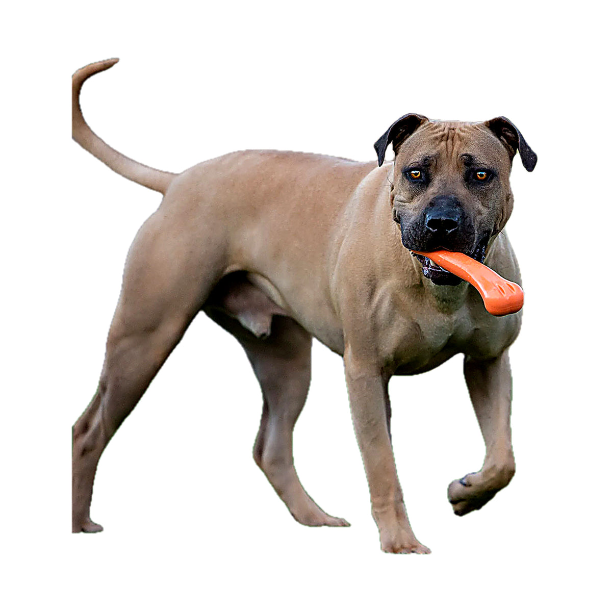 Hond draagt de Jolly Bone kauwbot