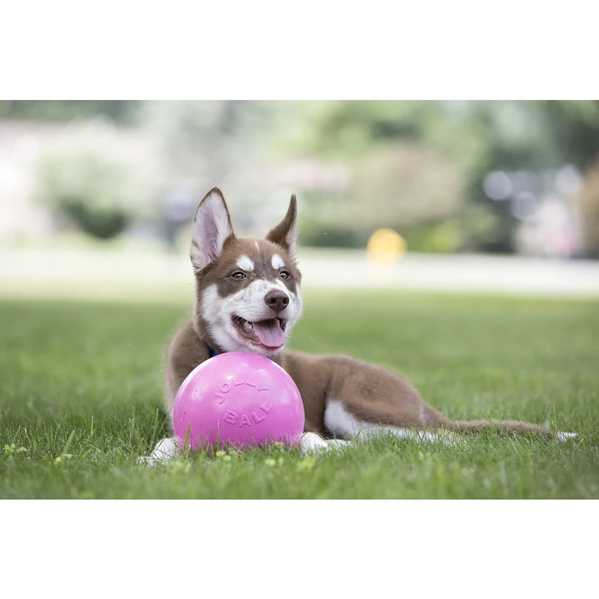hond speelt met de Jolly Bounce-n-Play in het gras